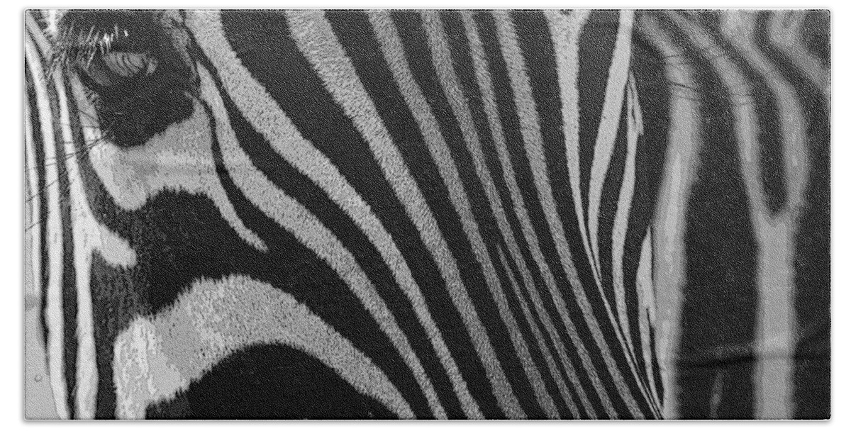 Zebra Beach Towel featuring the photograph Untilted by Robert Meanor