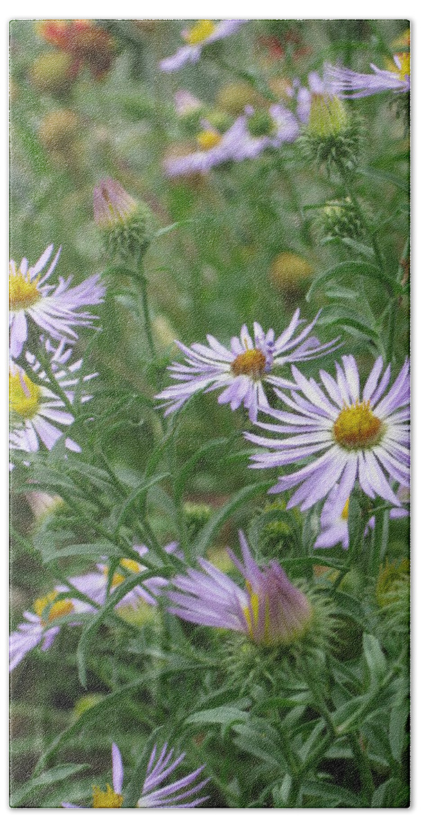 Asters Beach Towel featuring the photograph Uplifted Asters by Ron Monsour