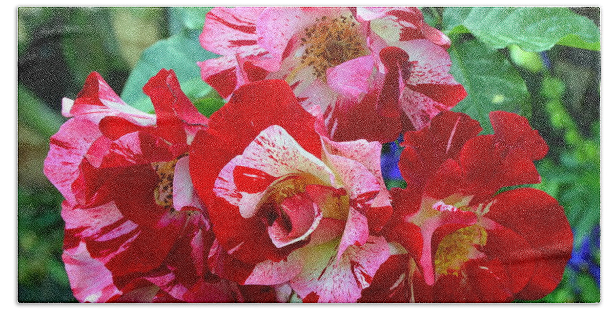 Multicolored Beach Towel featuring the photograph Variegated Multicolored English Roses by Carla Parris