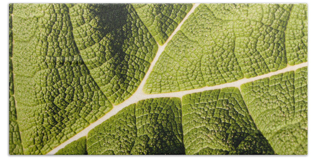 Botanical Beach Towel featuring the photograph Veins of a Leaf by John Wadleigh