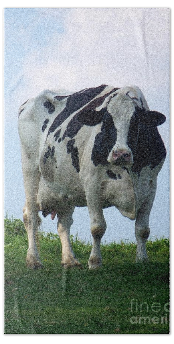 Cows Beach Towel featuring the photograph Vermont Dairy Cow by Eunice Miller