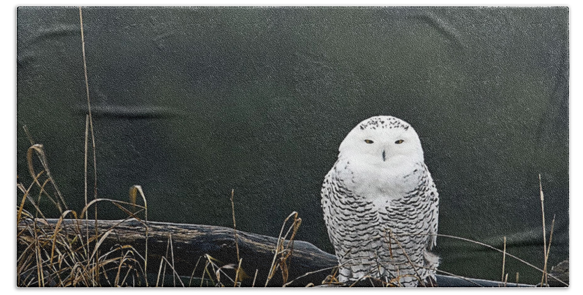 Snowy Owl Beach Towel featuring the photograph Vermont Snowy Owl by John Vose