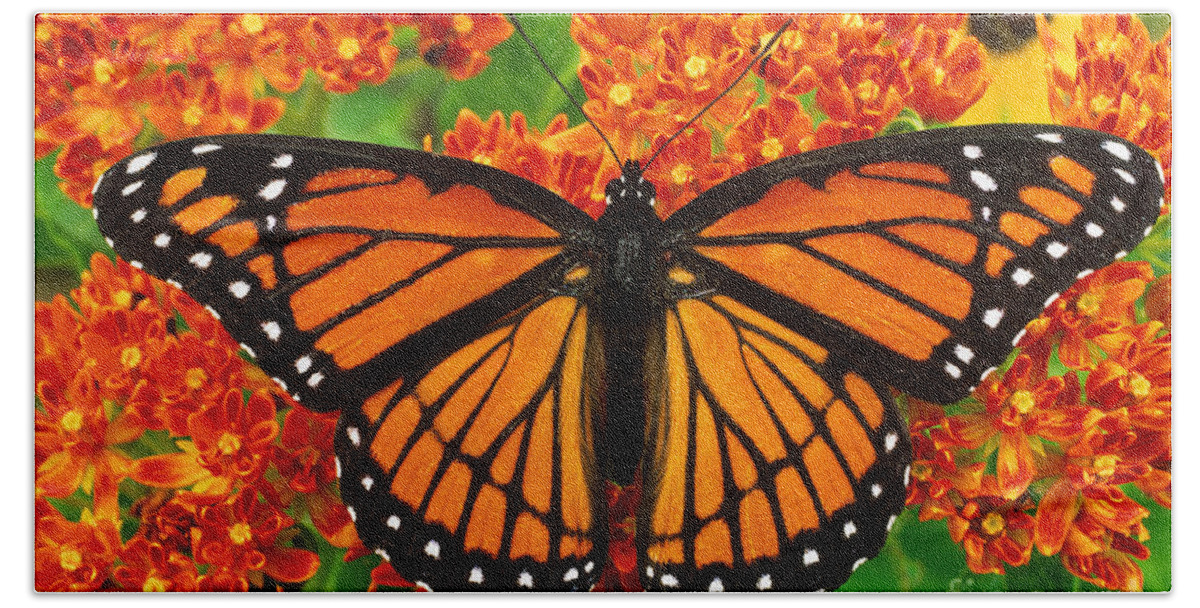 Animal Beach Towel featuring the photograph Viceroy Butterfly by Gary Meszaros