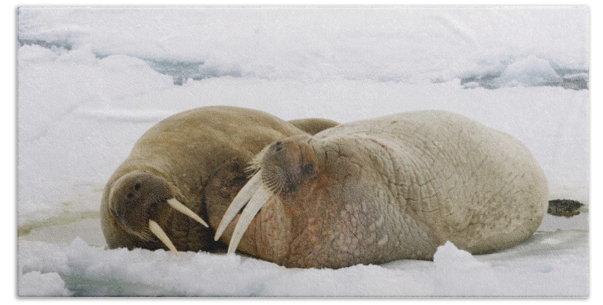 Feb0514 Beach Towel featuring the photograph Walrus Male And Female On Ice Floe by Konrad Wothe