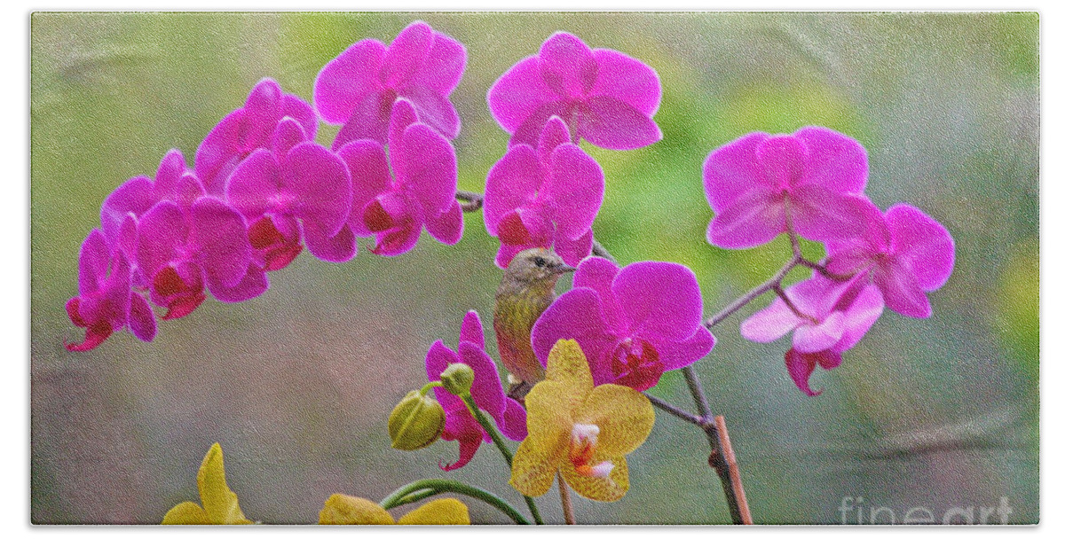 Orange Crown Warbler Beach Sheet featuring the photograph Warbler Posing in Orchids by Luana K Perez