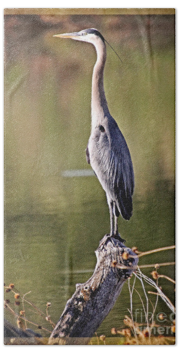 Birds Beach Towel featuring the photograph Watchful Heron by Bob Hislop