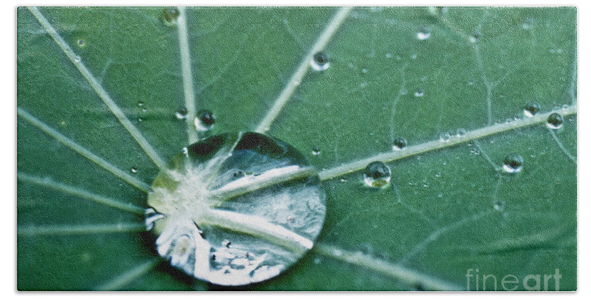 Heiko Beach Towel featuring the photograph Water droplet on a lotus leaf by Heiko Koehrer-Wagner