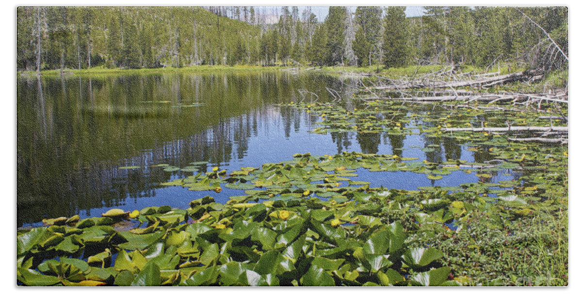 Twin Lakes Beach Towel featuring the photograph Water lilies in Yellowstone by Teresa Zieba