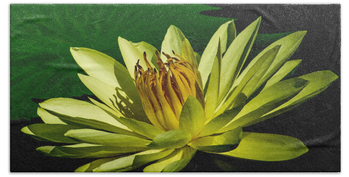 Aquatic Beach Towel featuring the photograph Water Lily 2014-14 by Nick Zelinsky Jr
