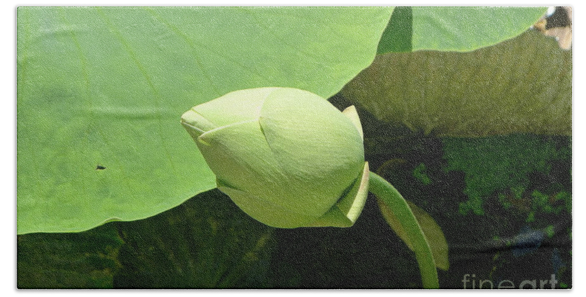 Flower Beach Towel featuring the photograph Water lily green leaves by Nora Boghossian