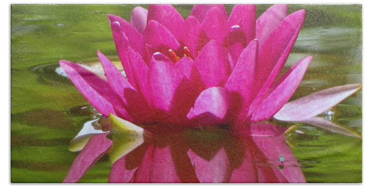 Water Lily Beach Towel featuring the photograph Water Lily Pink by MTBobbins Photography