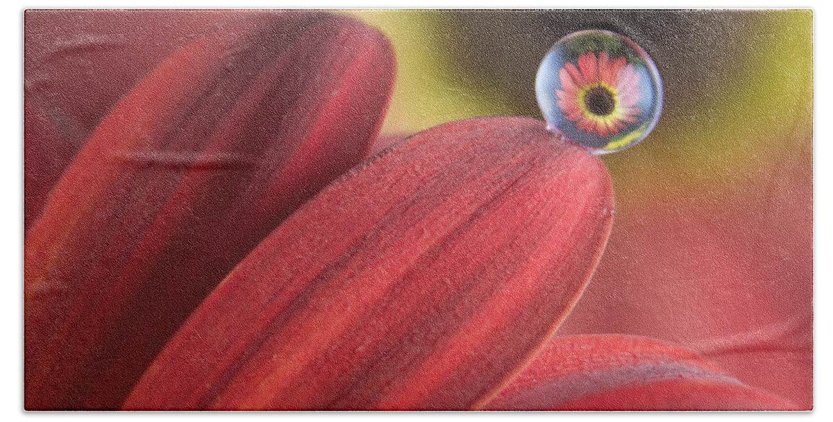 Flowers Beach Towel featuring the photograph Waterdrop on flower petal by William Lee