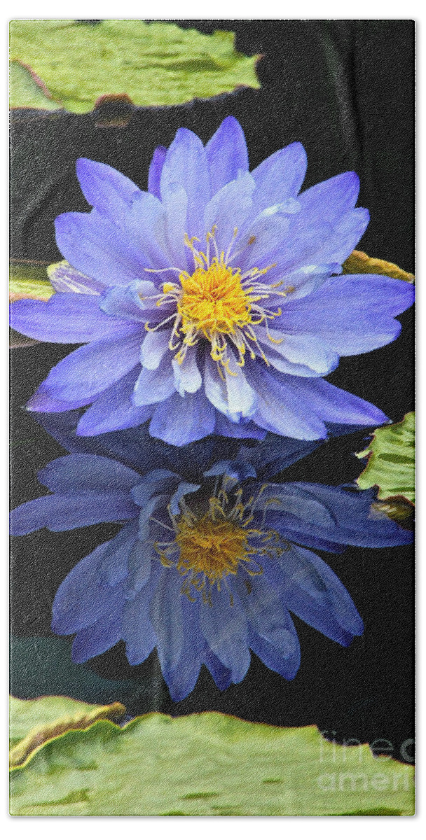 Lavender Waterlily Beach Towel featuring the photograph Waterlily And Reflection by Byron Varvarigos