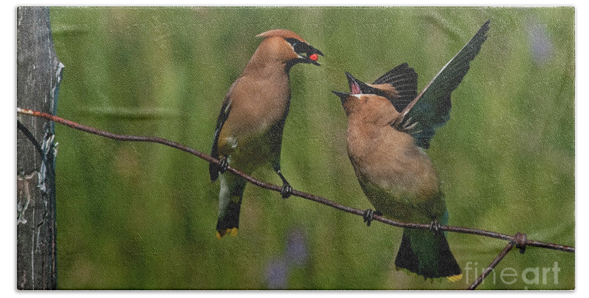 Festblues Beach Towel featuring the photograph Waxwing Love.. by Nina Stavlund
