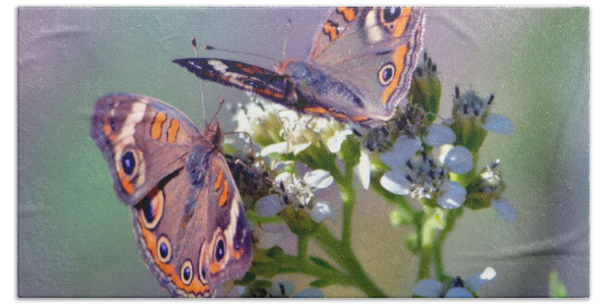 Butterfly Beach Sheet featuring the photograph We Make A Beautiful Pair by Deena Stoddard