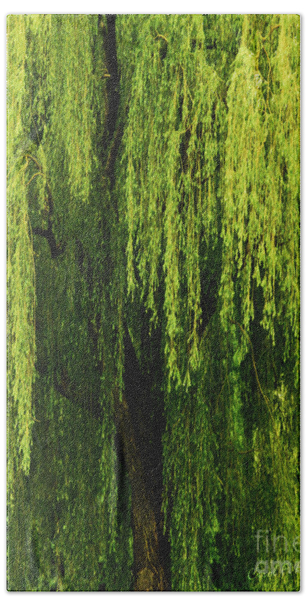 Weeping Willow Beach Towel featuring the photograph Weeping Willow Tree Enchantment by Carol F Austin