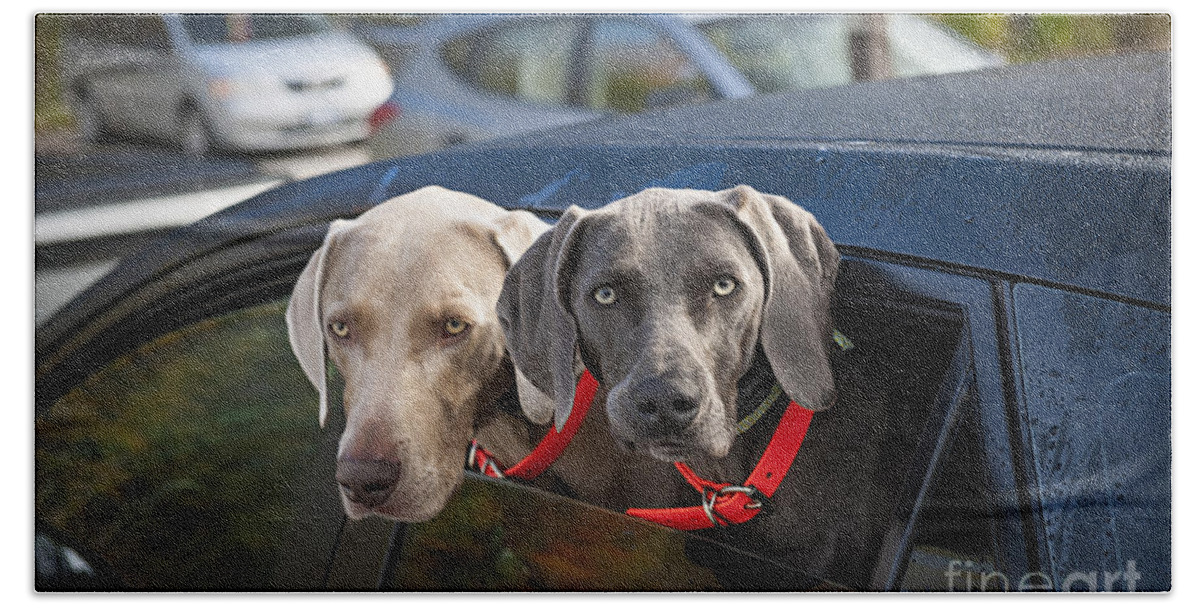 Dogs Beach Towel featuring the photograph Weimaraner dogs in car by Elena Elisseeva
