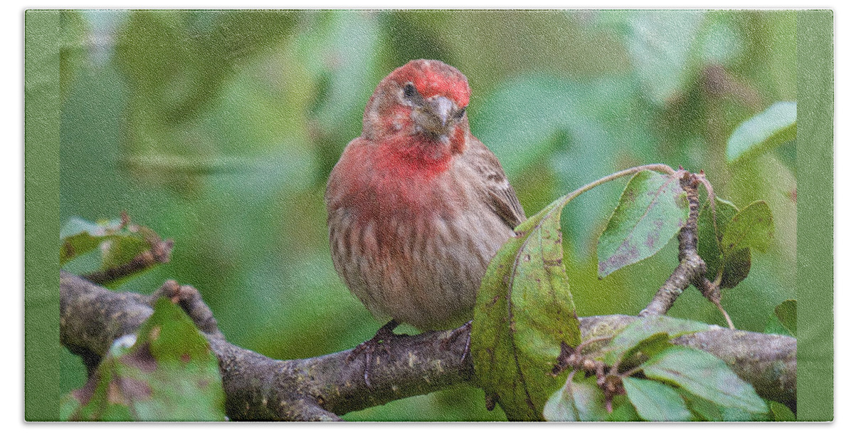 Bird Portraits Beach Towel featuring the photograph House Finch - Were you talking to me by Kristin Hatt
