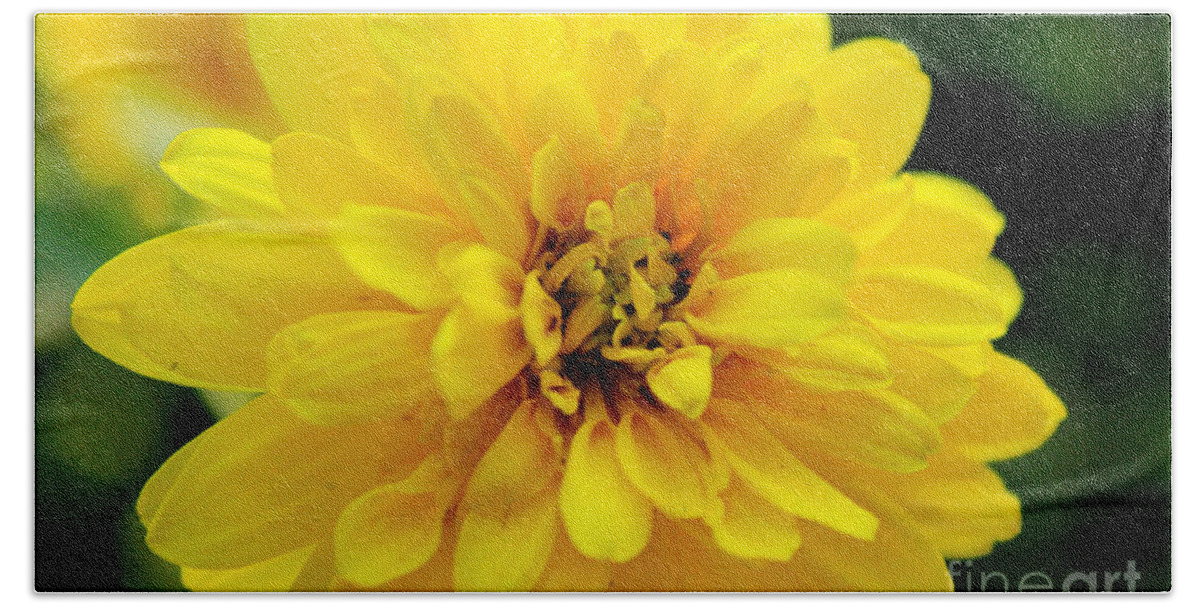 Yellow Marigold Beach Towel featuring the photograph West Virginia Marigold by Melissa Petrey