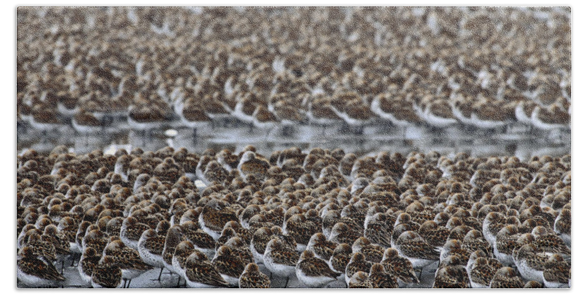 Feb0514 Beach Towel featuring the photograph Western Sandpiper Migration Stop Copper by Michael Quinton