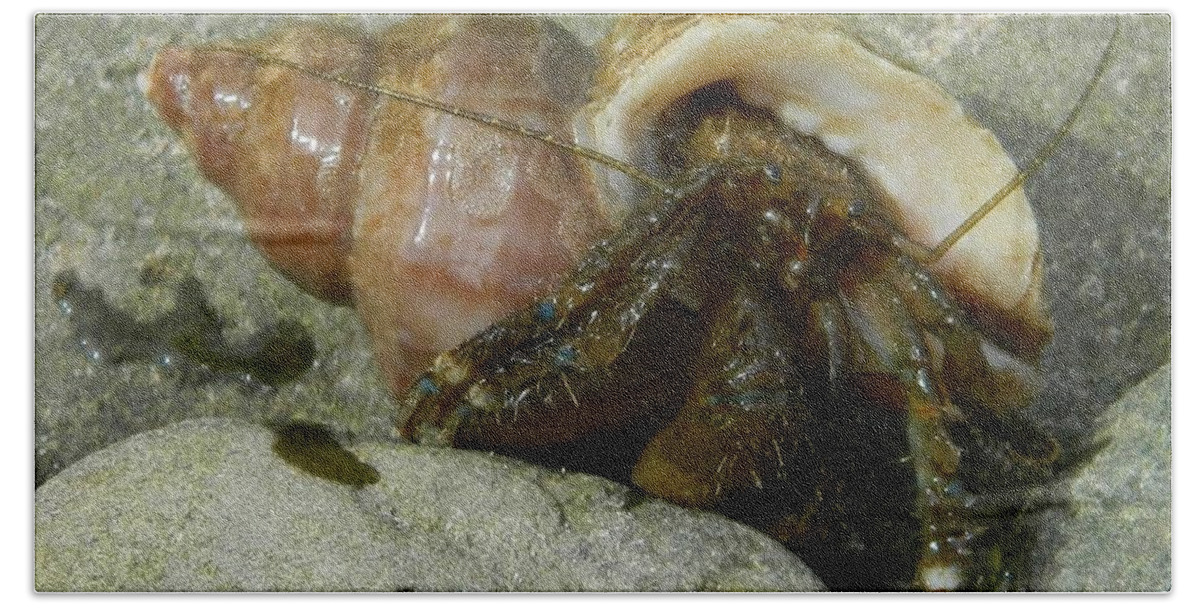 Hermit Crab Beach Sheet featuring the photograph Wet Hermit Crab by Gallery Of Hope 
