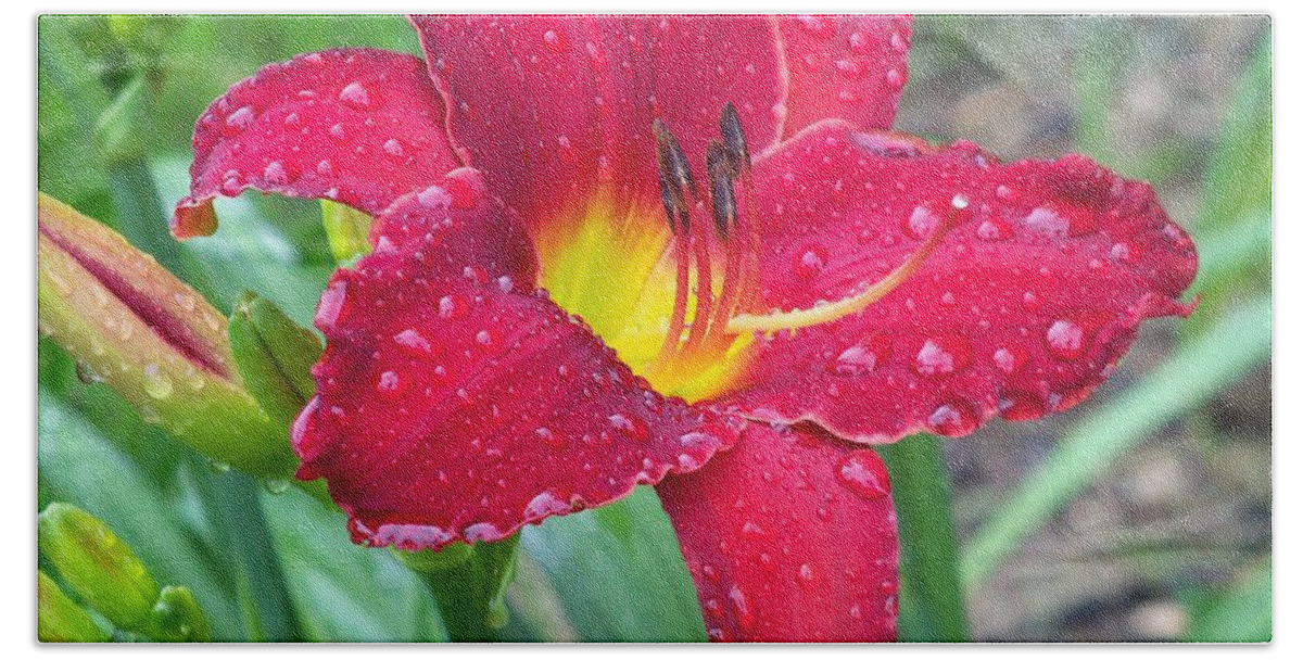 Garden Beach Towel featuring the photograph Wet Red Razzmatazz Daylily 1 by Lynne Miller