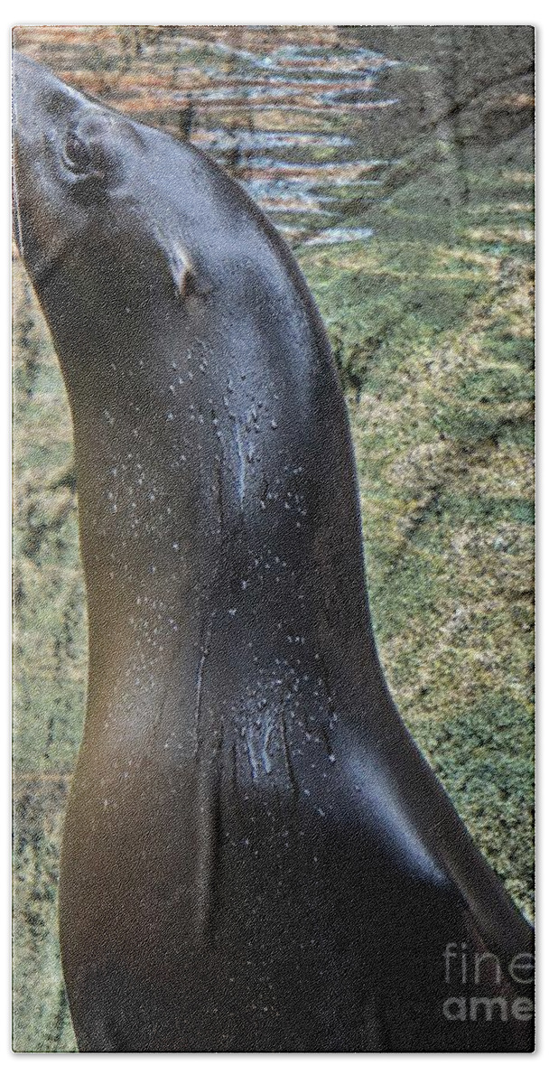 Sea Lion Beach Towel featuring the photograph Wet Seal by Lilliana Mendez