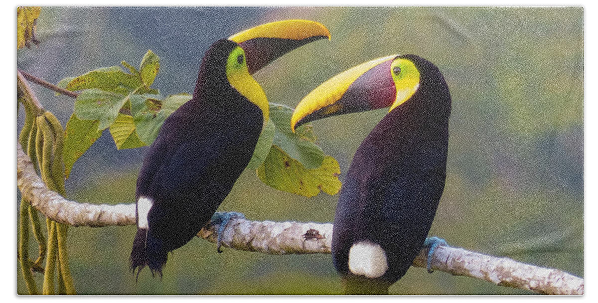 Yellow-throated Toucan Beach Towel featuring the photograph Two Toucans by Jurgen Lorenzen