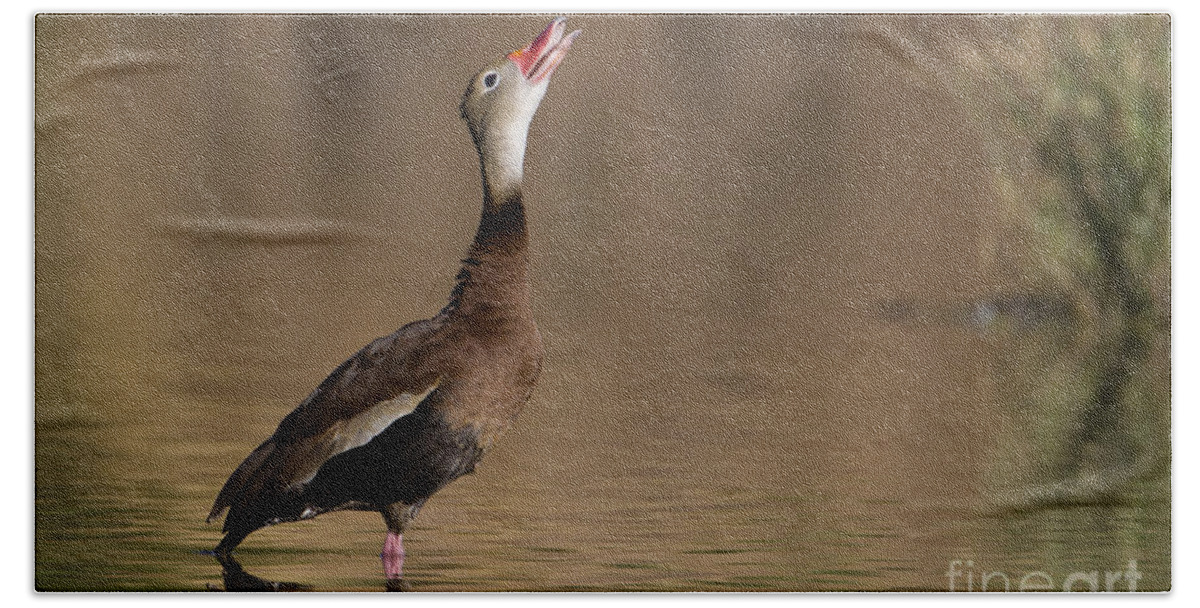 Black-bellied Whistling Duck Beach Sheet featuring the photograph Whistling duck whistling by Bryan Keil