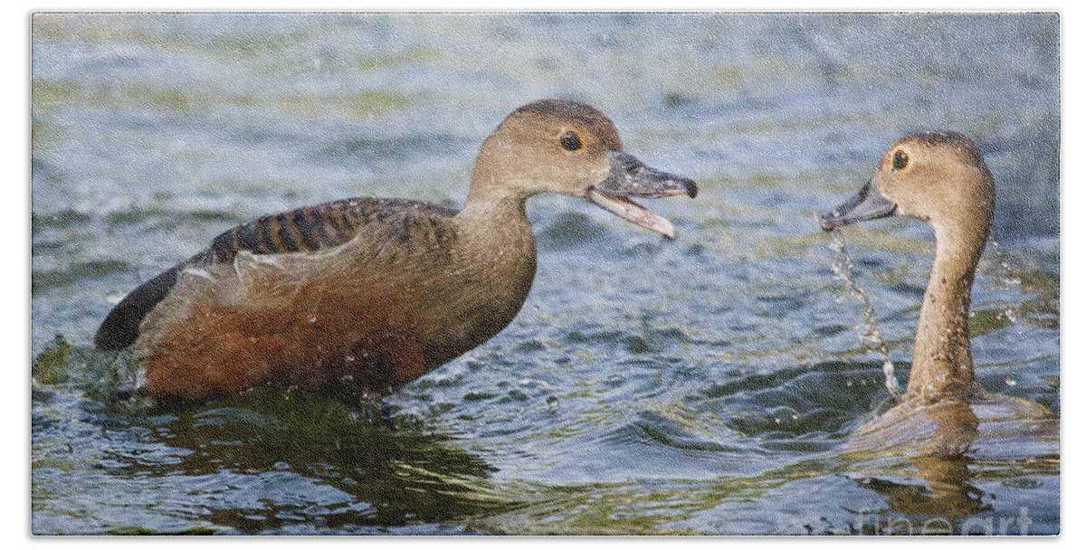 Ducks Beach Towel featuring the photograph Whistling Ducks by Ronald Lutz
