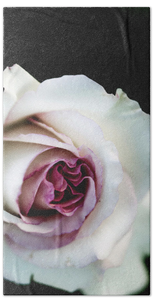 Nature Beach Towel featuring the photograph White and Magenta Rose by Sennie Pierson
