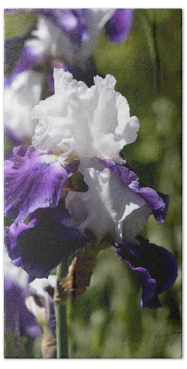 Iris Beach Towel featuring the photograph White and Purple Iris by Kae Cheatham
