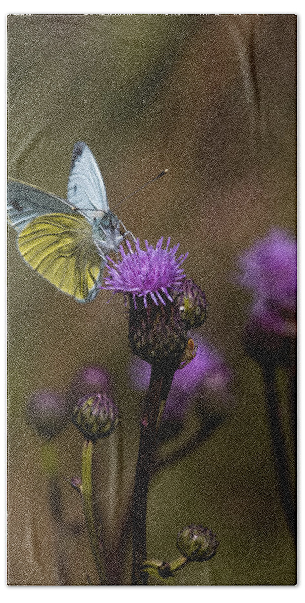Butterfly Beach Towel featuring the photograph White And Yellow Butterfly On Thistl by Leif Sohlman