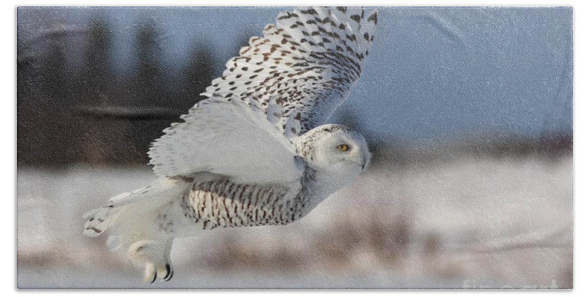 Art Beach Sheet featuring the photograph White angel - Snowy owl in flight by Mircea Costina Photography