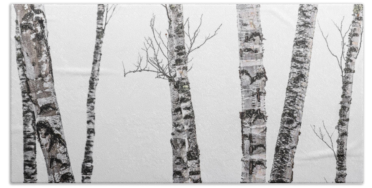 Birch Beach Towel featuring the photograph White Birches by Tim Kirchoff
