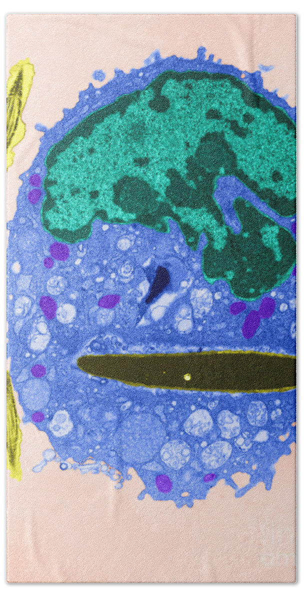 Science Beach Towel featuring the photograph White Blood Cell Ingesting Sperm Tem by David M. Phillips