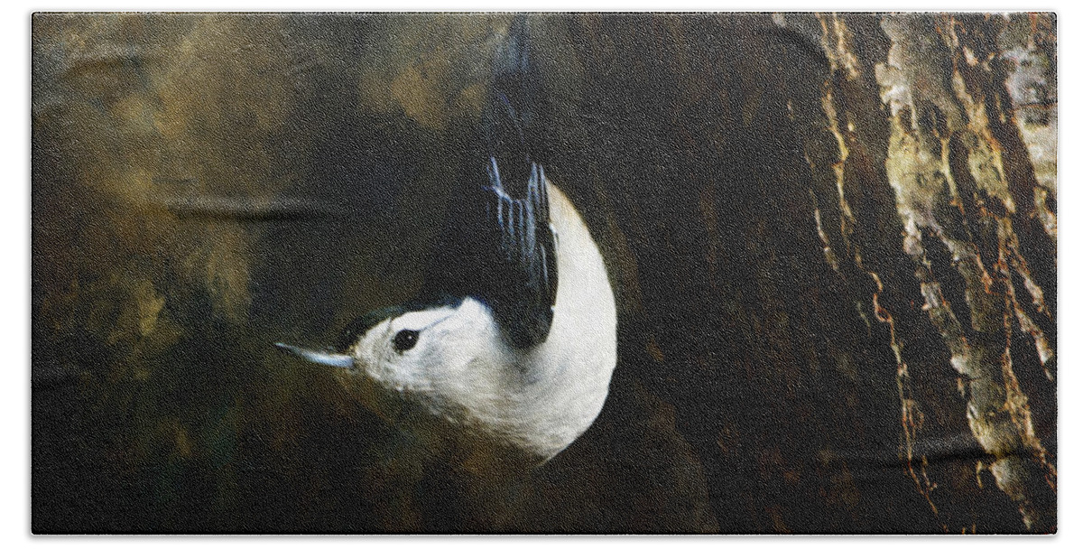 Bird Beach Towel featuring the photograph White Breasted Nuthatch by Deena Stoddard