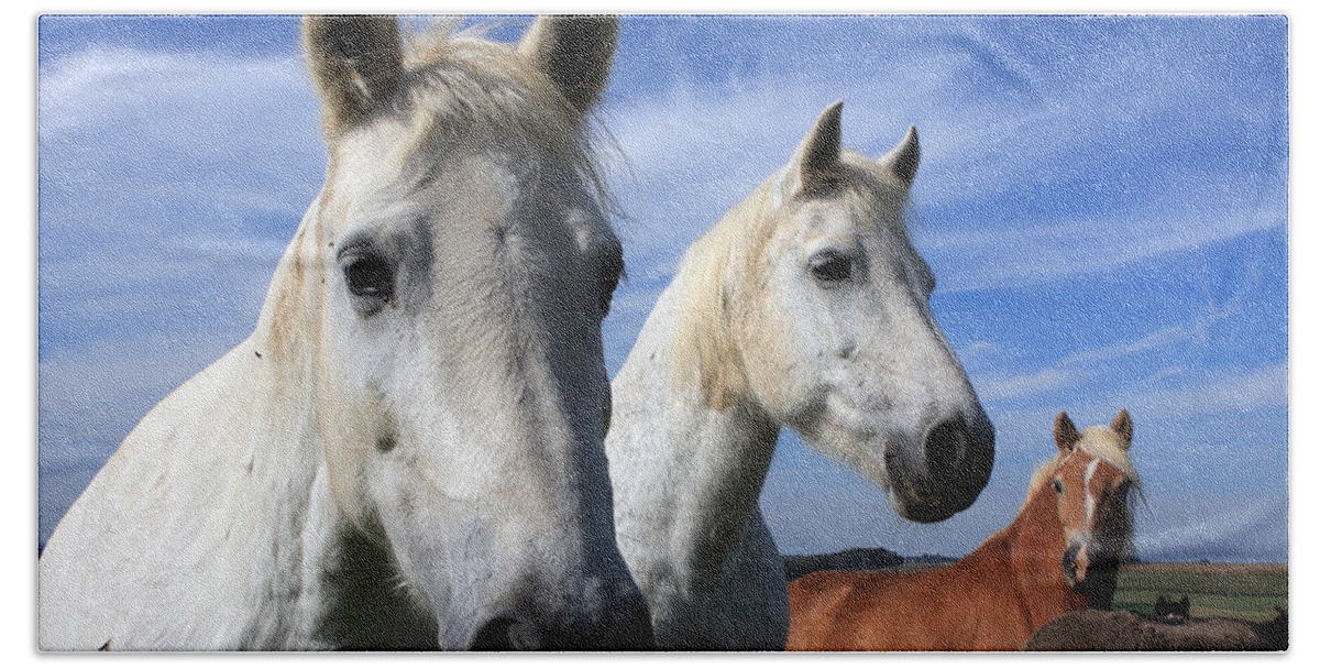 Horses Beach Towel featuring the photograph White Camargue Horses by Aidan Moran