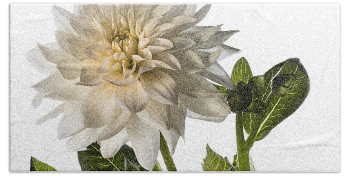 Flower Beach Towel featuring the photograph White Dahlia by Endre Balogh