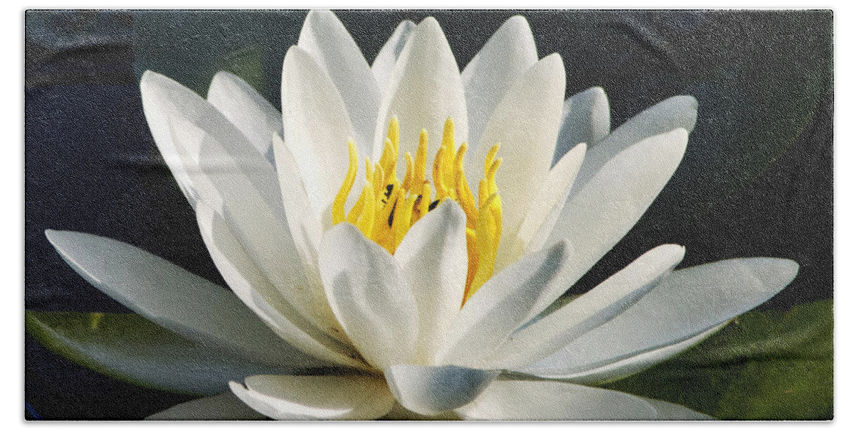 Water Lily Beach Towel featuring the photograph White Water Lily by Christina Rollo