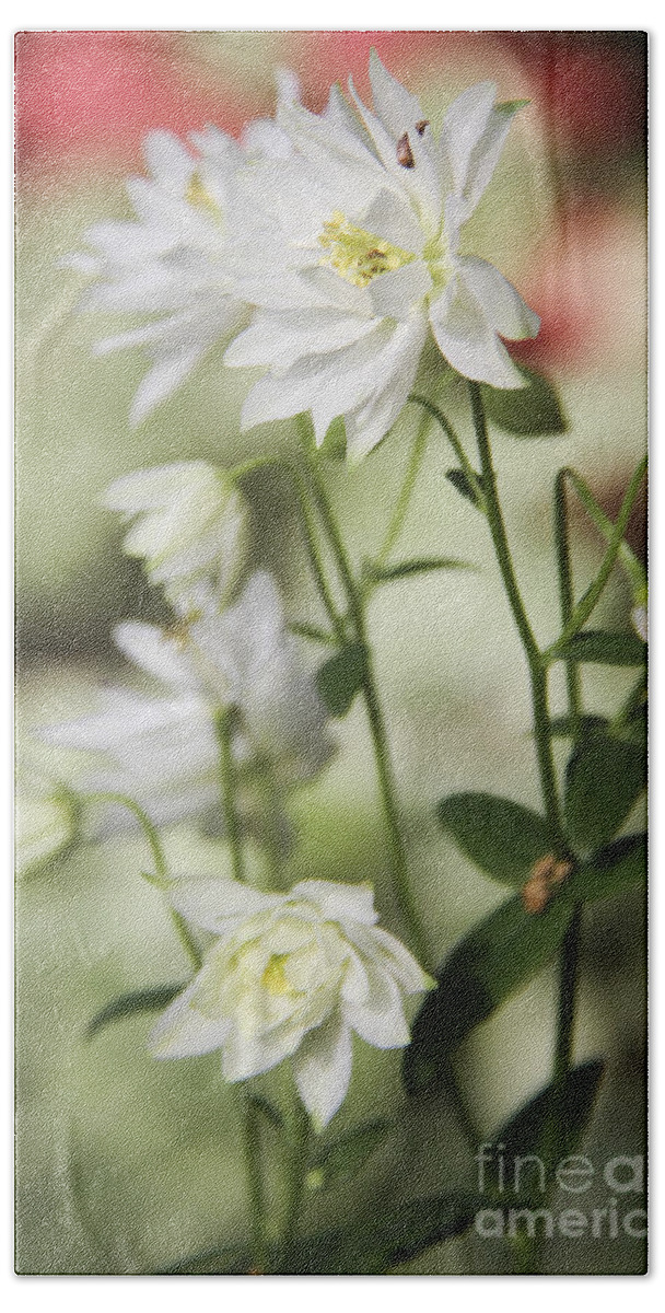 Columbine Beach Towel featuring the photograph White Frilly Columbines by Teresa Mucha