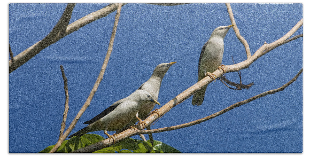 Feb0514 Beach Towel featuring the photograph White-headed Starlings Havelock Isl by Konrad Wothe