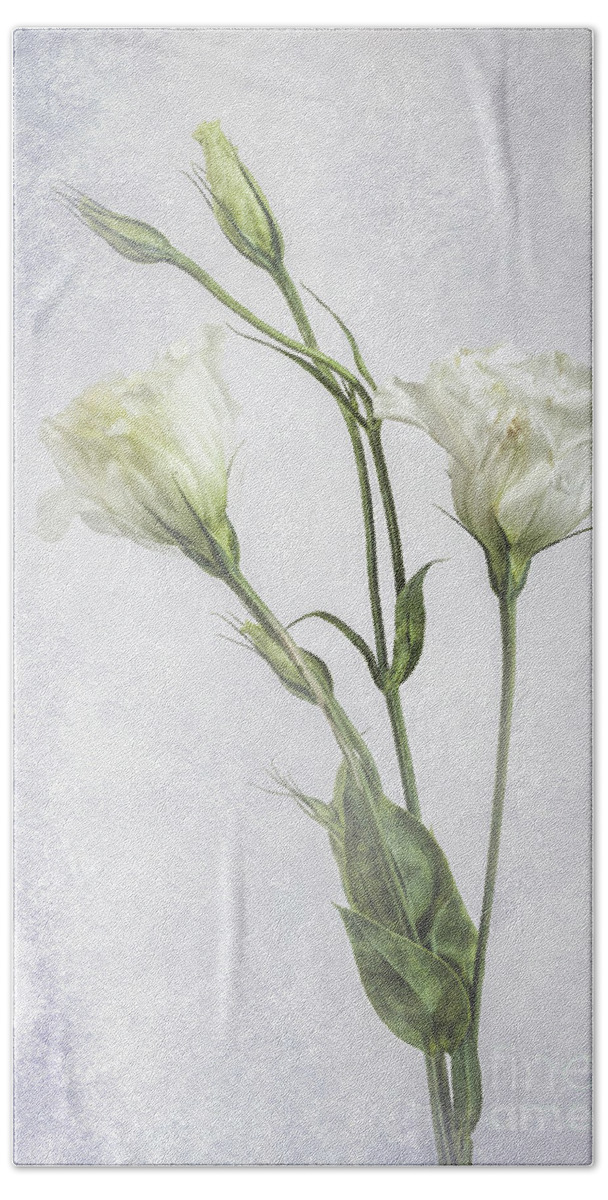White Beach Towel featuring the photograph White Lisianthus Flowers by Shirley Mangini