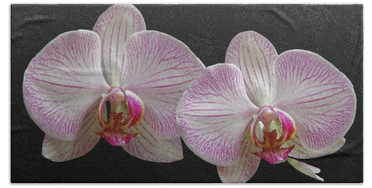 Orchid Beach Towel featuring the photograph White Orchids by Juergen Roth