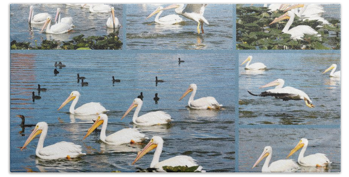White Pelicans Beach Towel featuring the photograph White Pelicans Collage by Carol Groenen