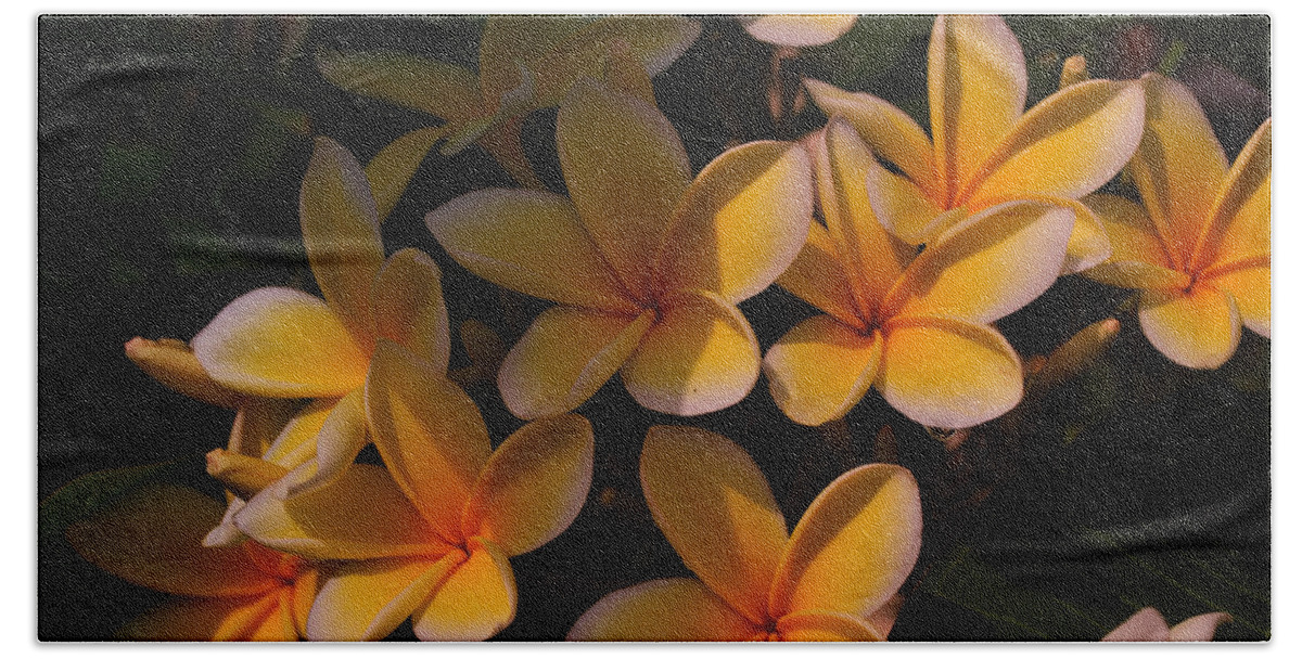 Tropical Garden Beach Sheet featuring the photograph White Plumeria by Miguel Winterpacht