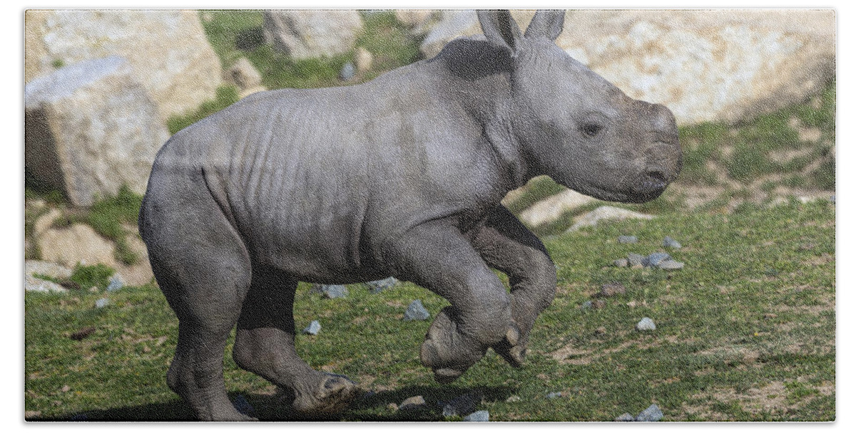 Feb0514 Beach Towel featuring the photograph White Rhinoceros Calf Running by San Diego Zoo