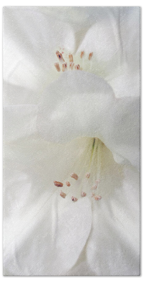 Rhododendron Beach Sheet featuring the photograph White Rhododendron Flowers by Jennie Marie Schell