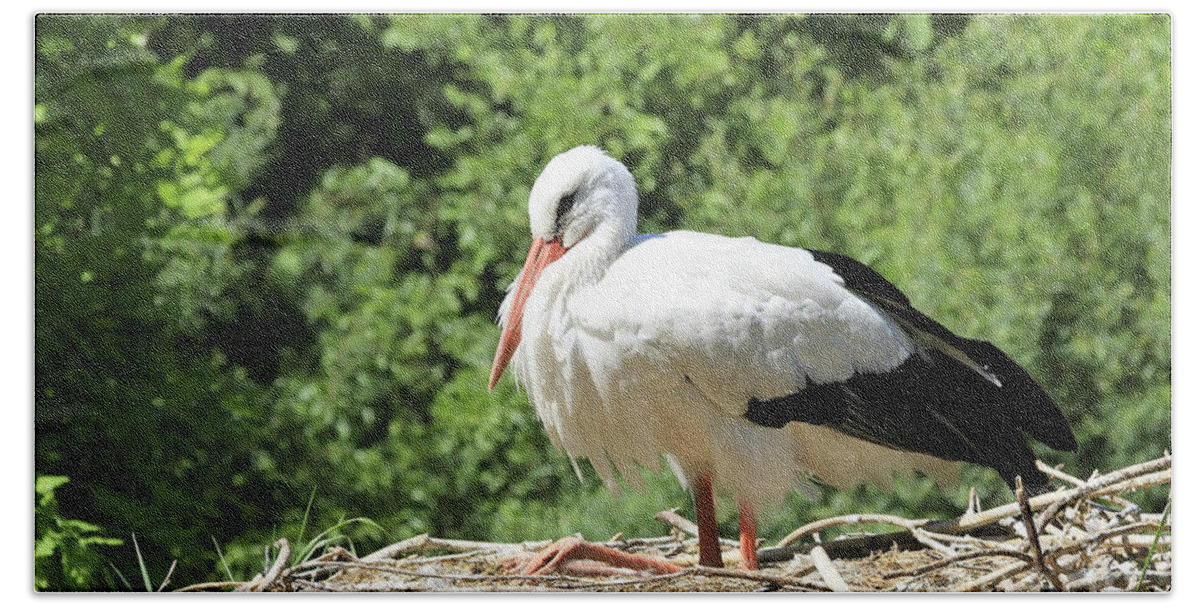 Bird Beach Towel featuring the photograph White Stork by Teresa Zieba