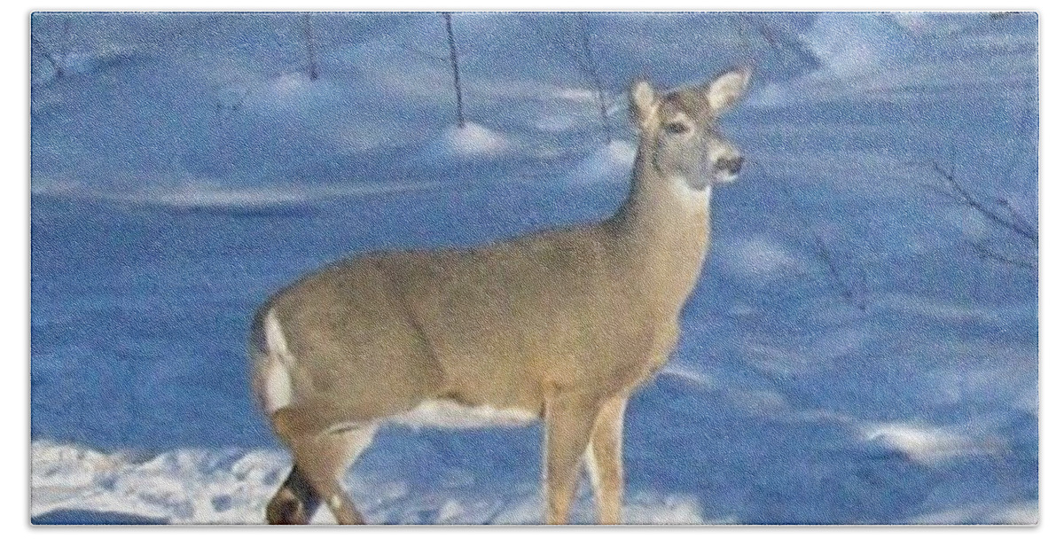 Wildlife Beach Sheet featuring the photograph White Tail Deer by Brenda Brown